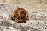 CAVALIER KING CHARLES 051